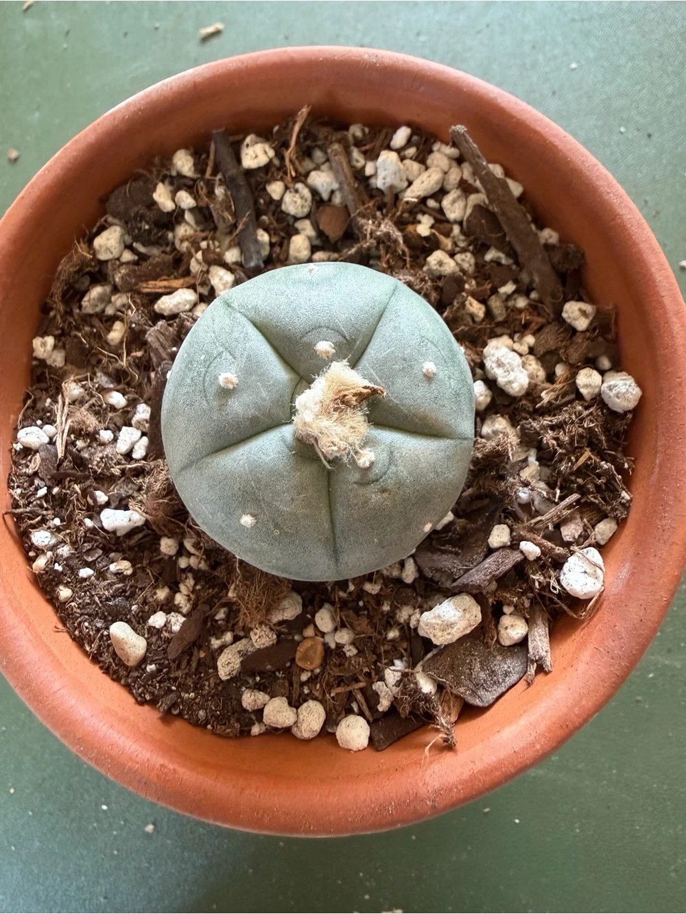 Unique mature loph button-style cactus 🌵